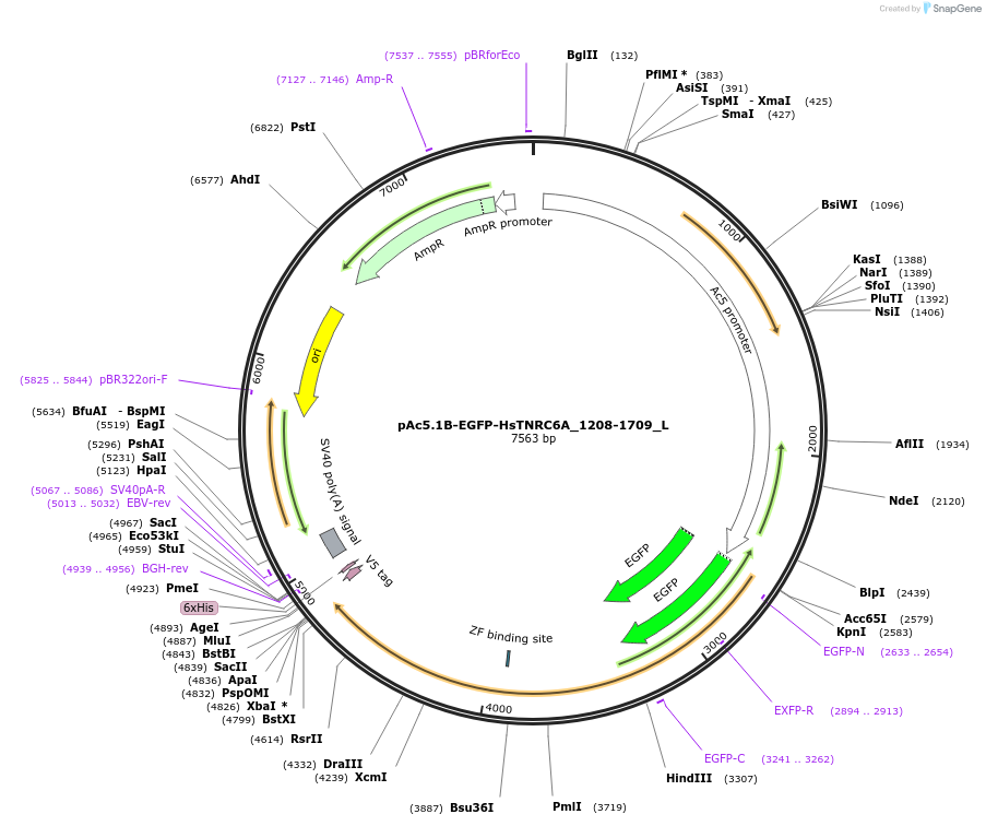 146844-plasmid-map-sequence-id-289291