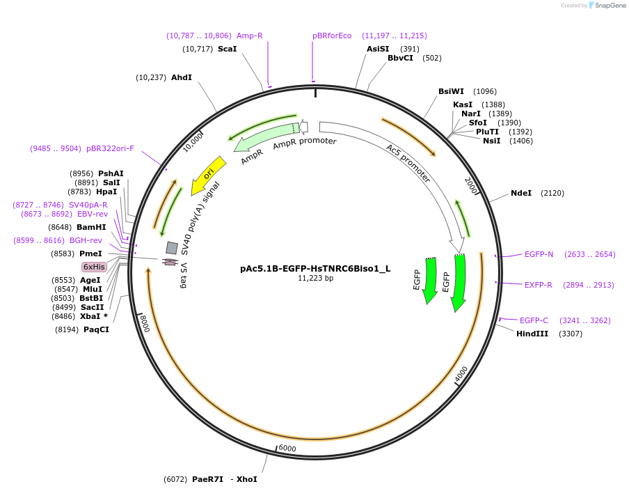 146847-plasmid-map-sequence-id-289294