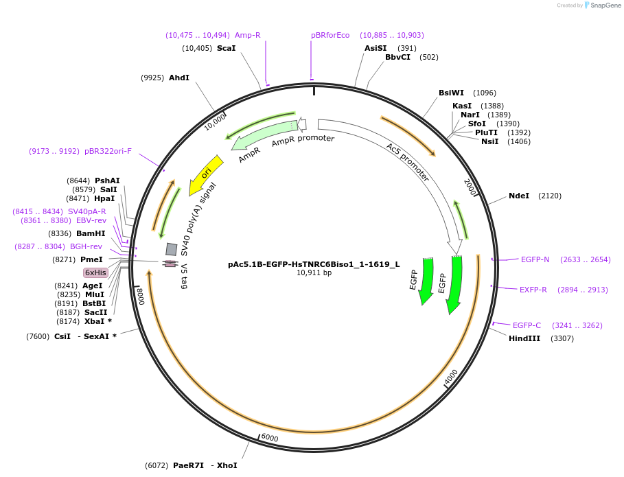 146848-plasmid-map-sequence-id-289295