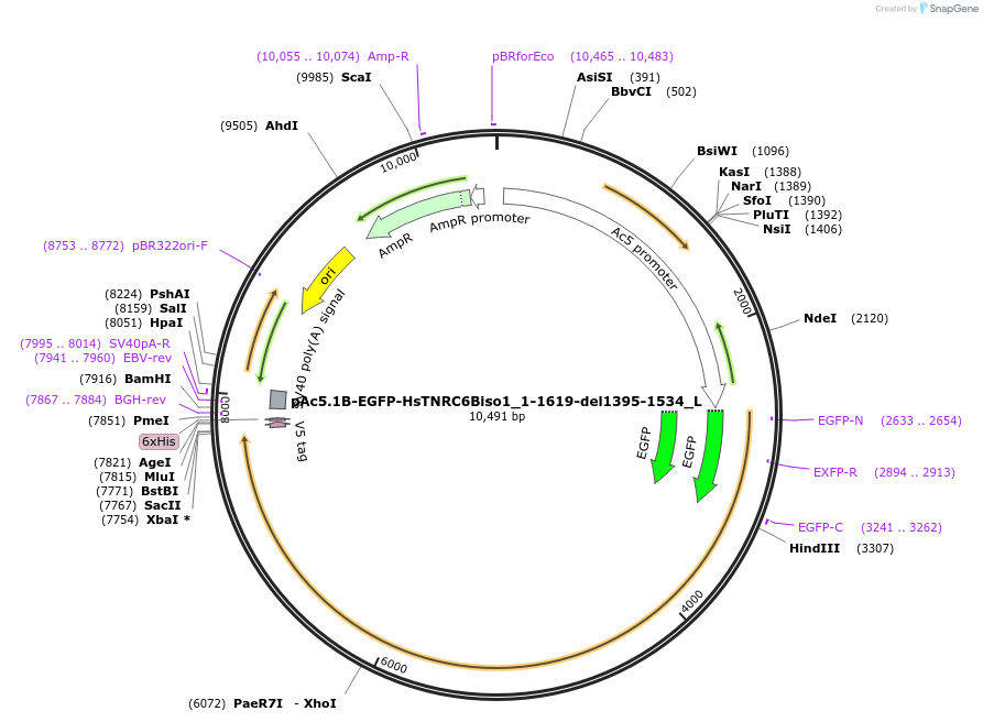 146849-plasmid-map-sequence-id-289296