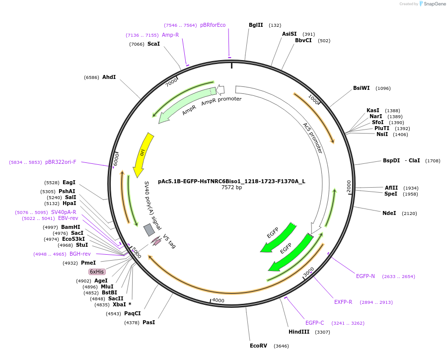 146851-plasmid-map-sequence-id-289298