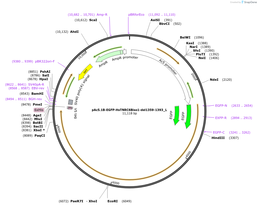 146852-plasmid-map-sequence-id-289299
