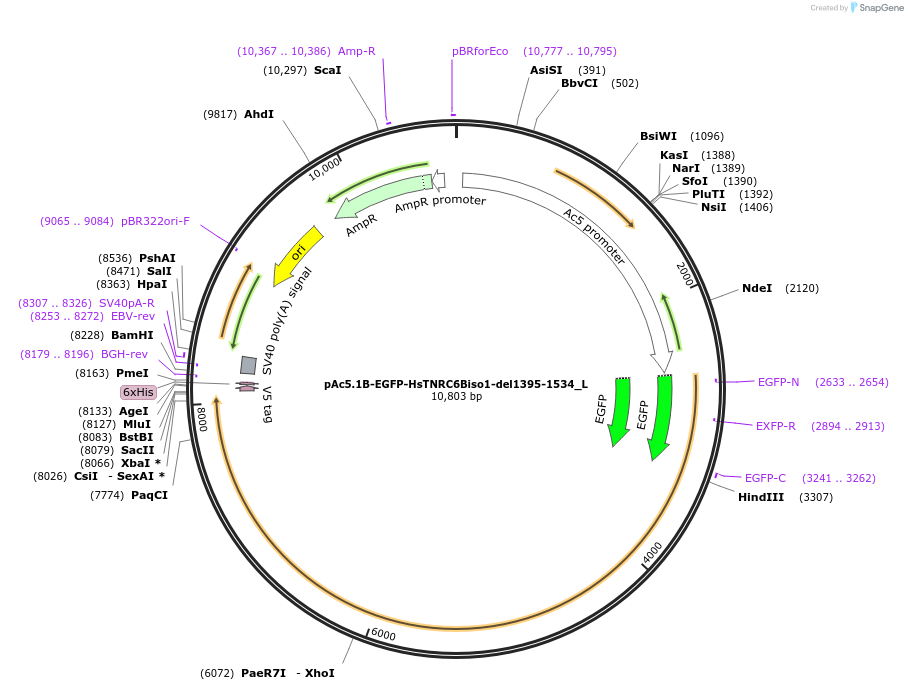 146853-plasmid-map-sequence-id-289300