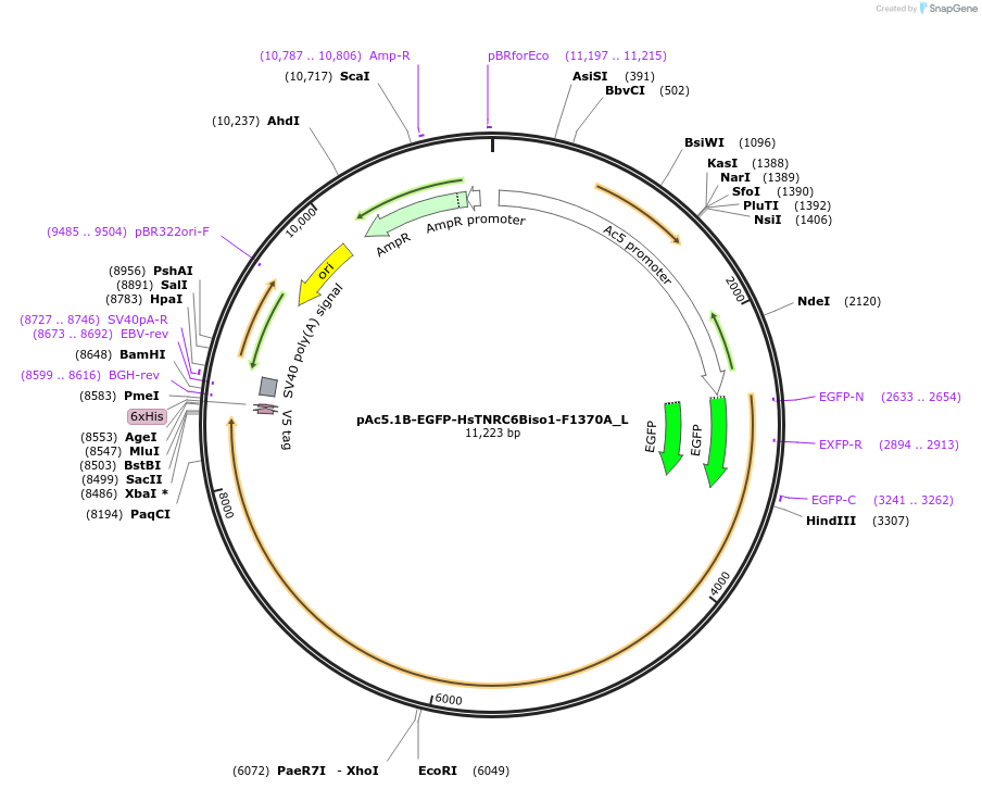 146854-plasmid-map-sequence-id-289301