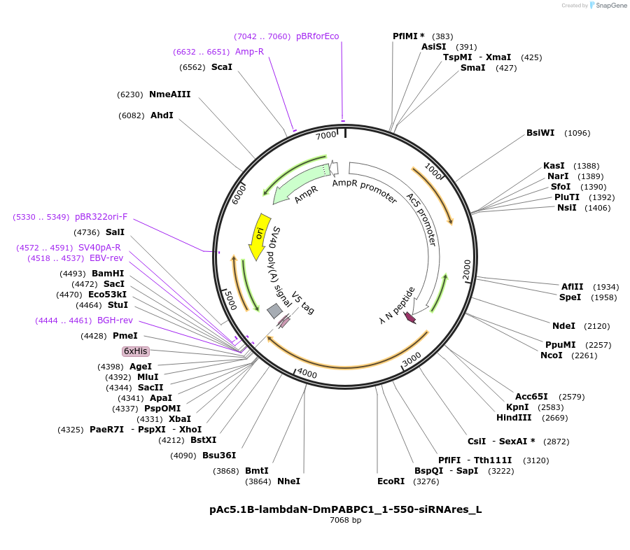 146859-plasmid-map-sequence-id-289306