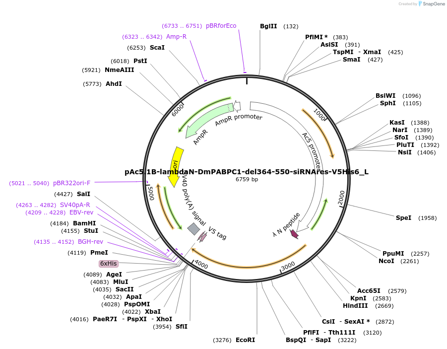 146864-plasmid-map-sequence-id-289311