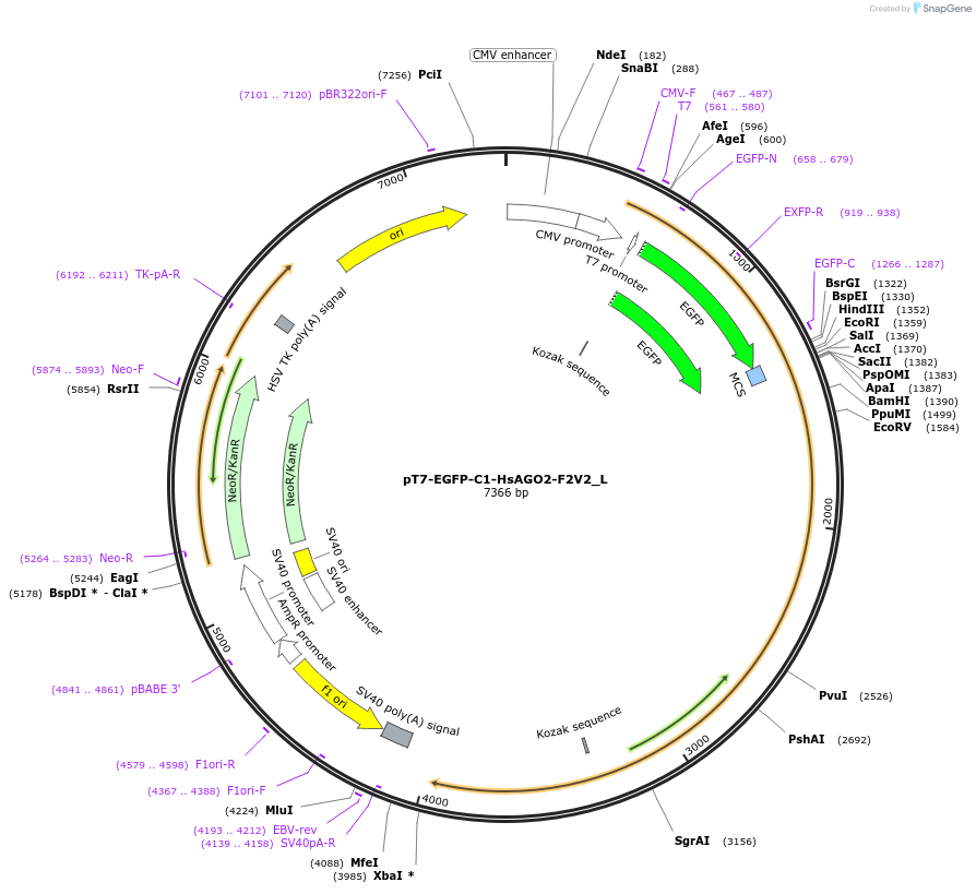 146885-plasmid-map-sequence-id-289332