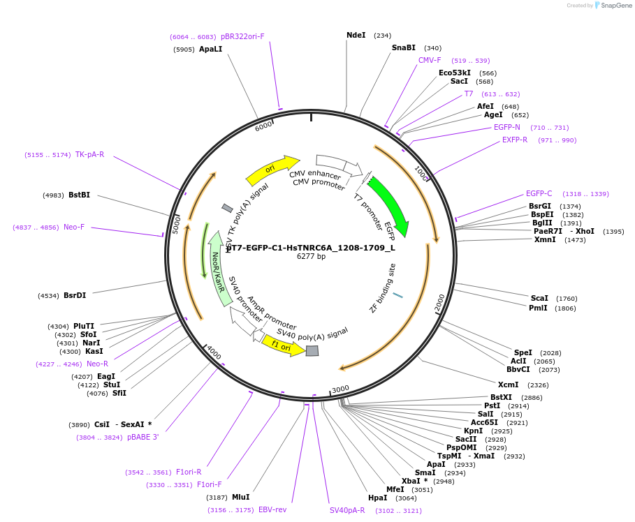 146886-plasmid-map-sequence-id-289333