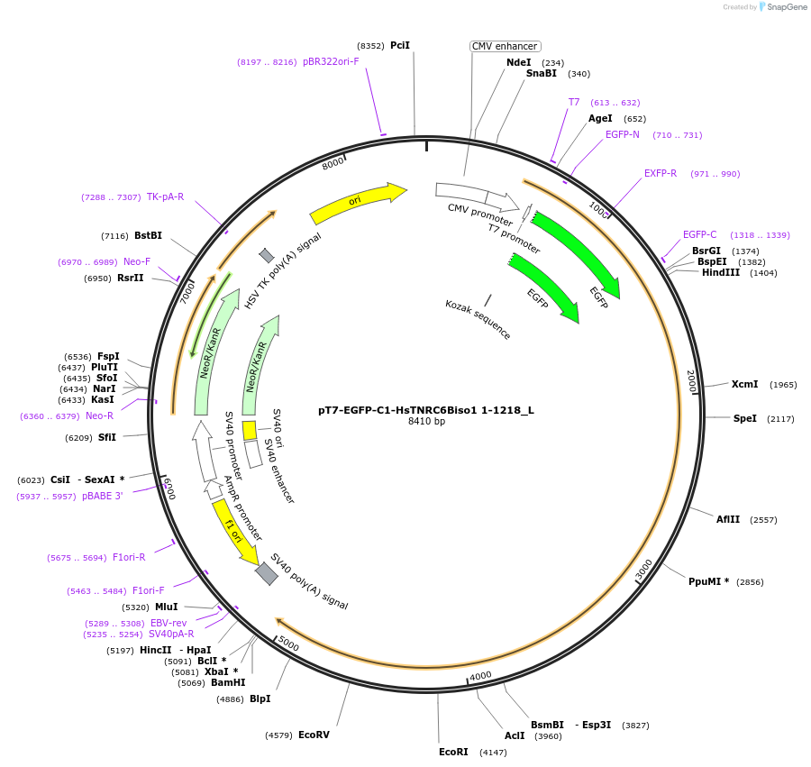 146887-plasmid-map-sequence-id-289334