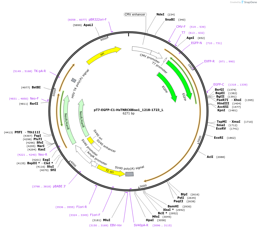 146888-plasmid-map-sequence-id-289335