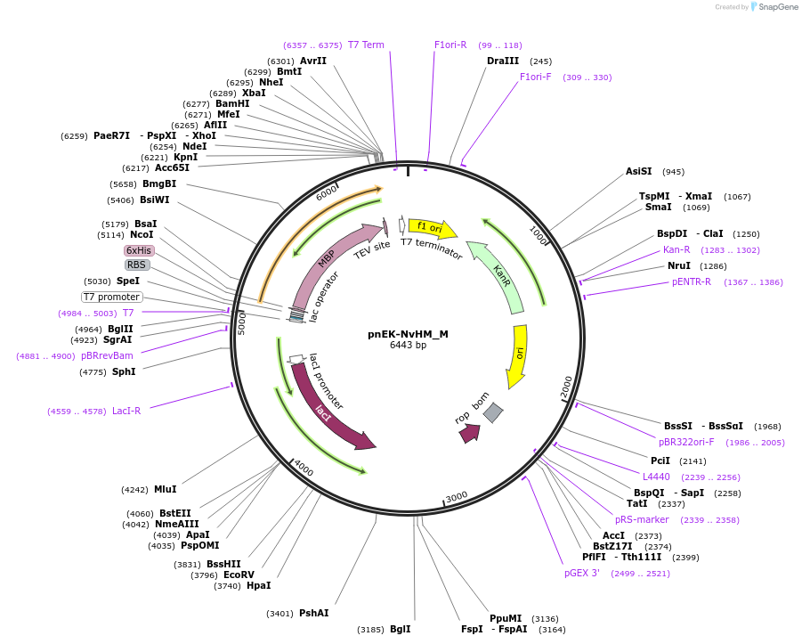 146922-plasmid-map-sequence-id-289369