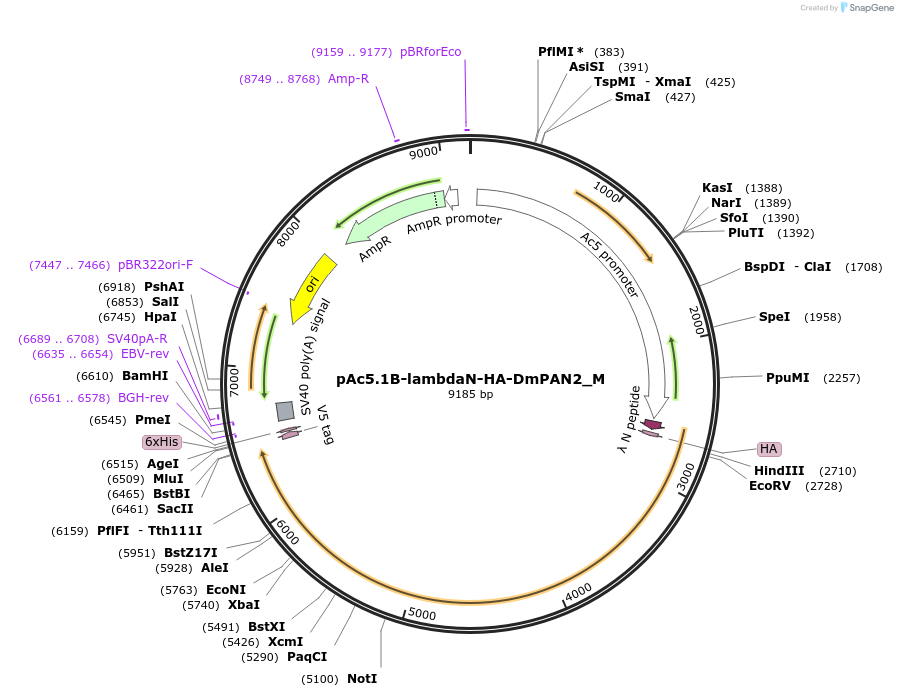 146937-plasmid-map-sequence-id-289384