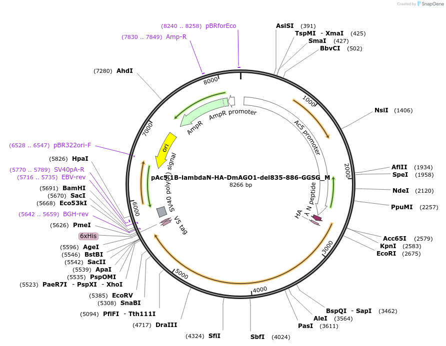 146948-plasmid-map-sequence-id-289395