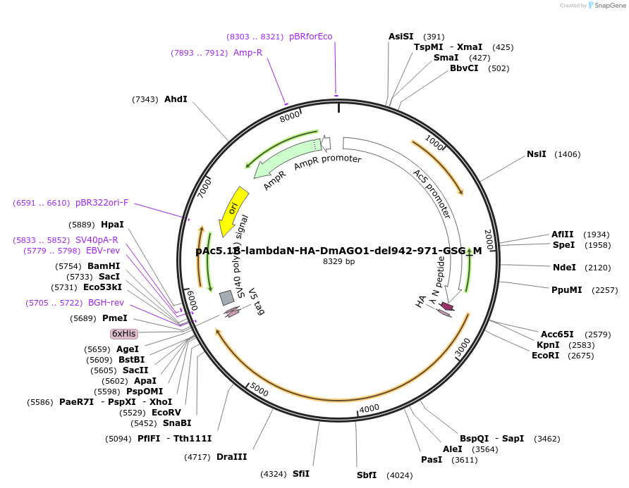 146951-plasmid-map-sequence-id-289398