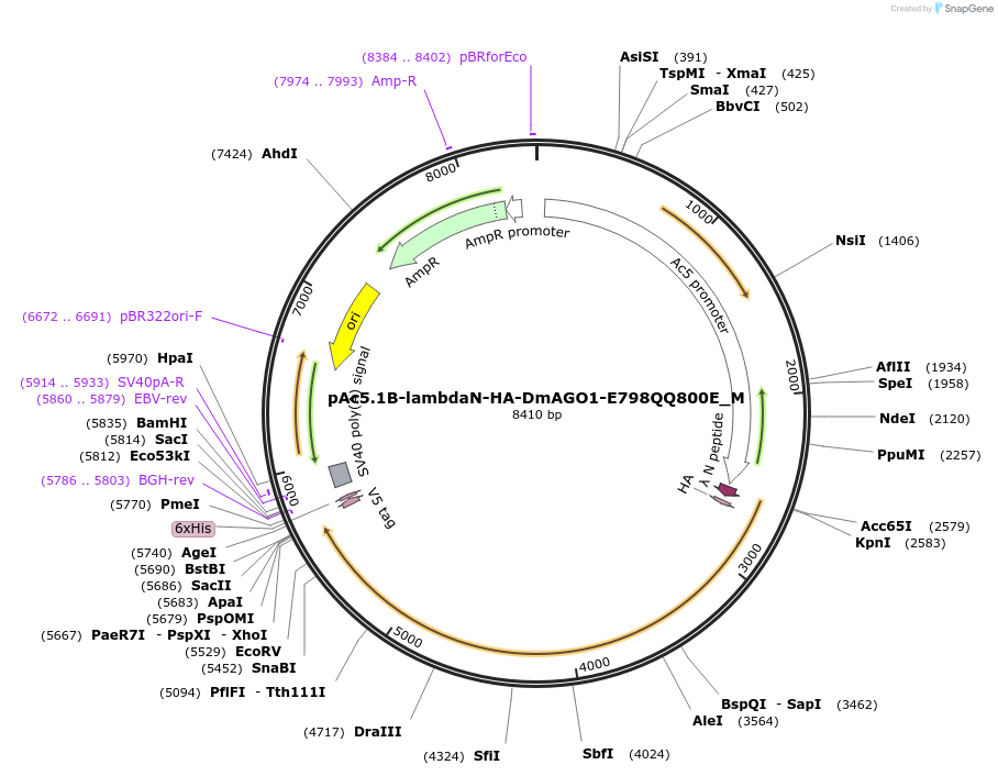 146953-plasmid-map-sequence-id-289400