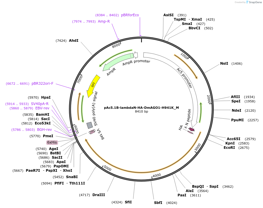 146955-plasmid-map-sequence-id-289402