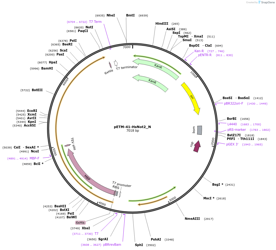 147010-plasmid-map-sequence-id-289457