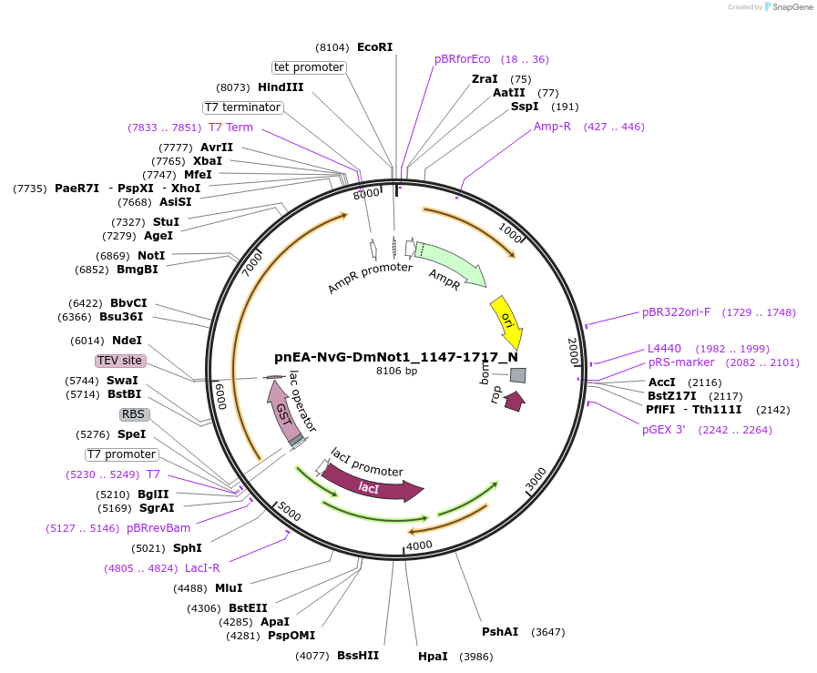 147018-plasmid-map-sequence-id-289465