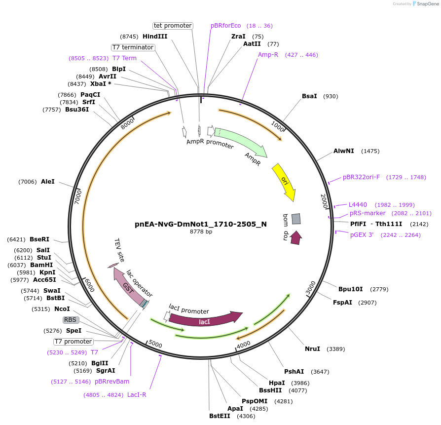 147019-plasmid-map-sequence-id-289466