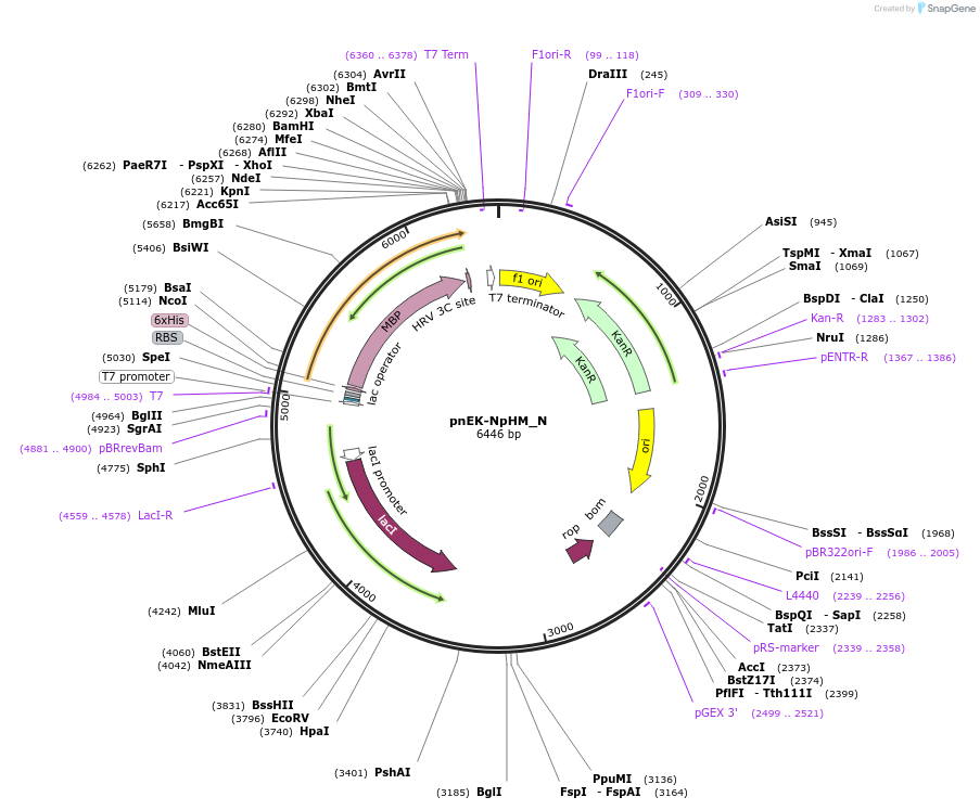 147040-plasmid-map-sequence-id-289487