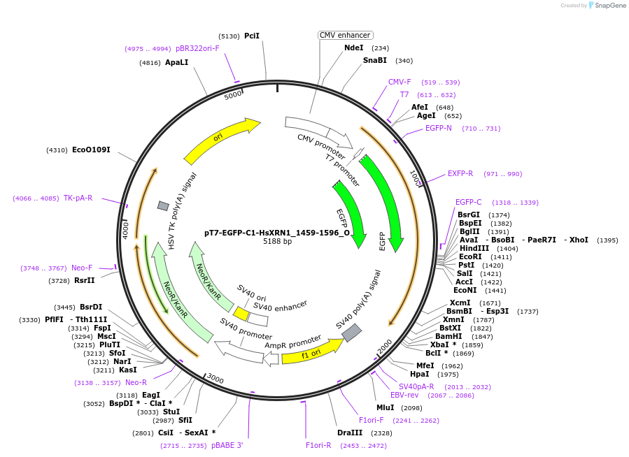 147093-plasmid-map-sequence-id-289540