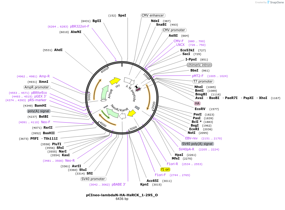 147098-plasmid-map-sequence-id-289545