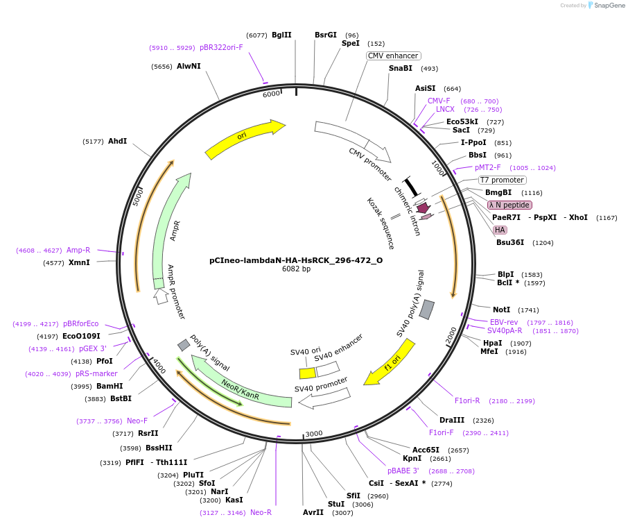 147099-plasmid-map-sequence-id-289546