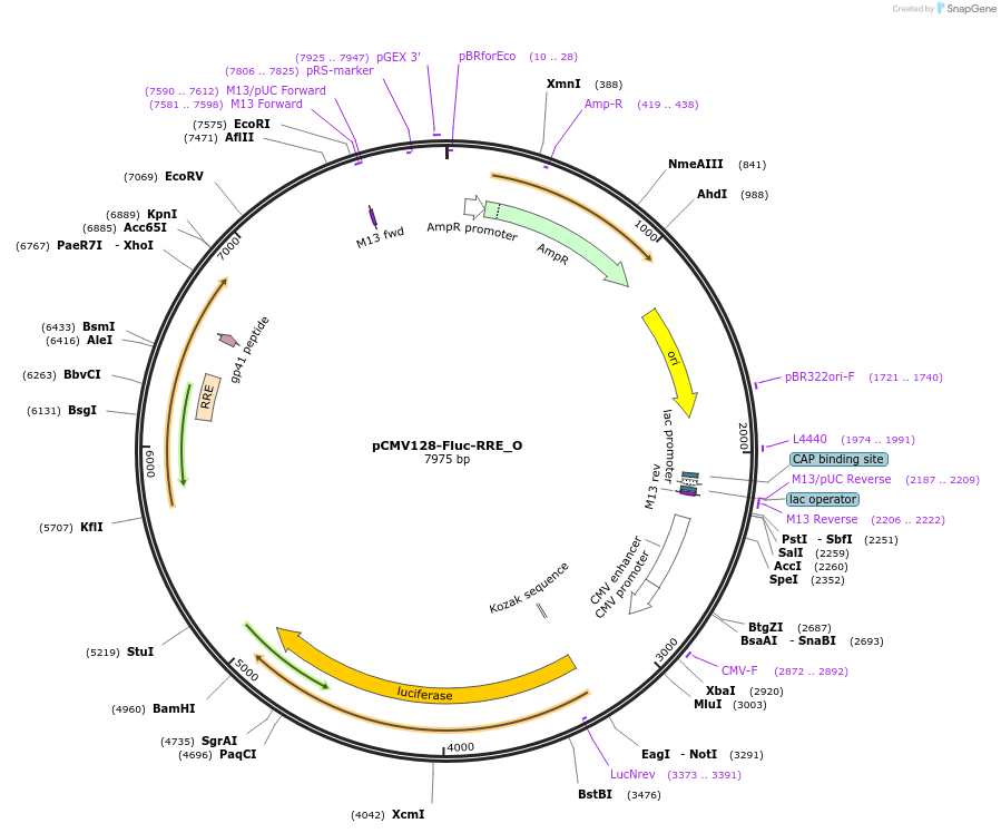 147105-plasmid-map-sequence-id-289552