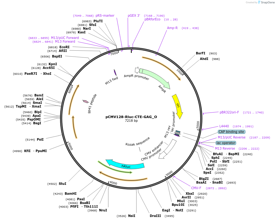 147108-plasmid-map-sequence-id-289555