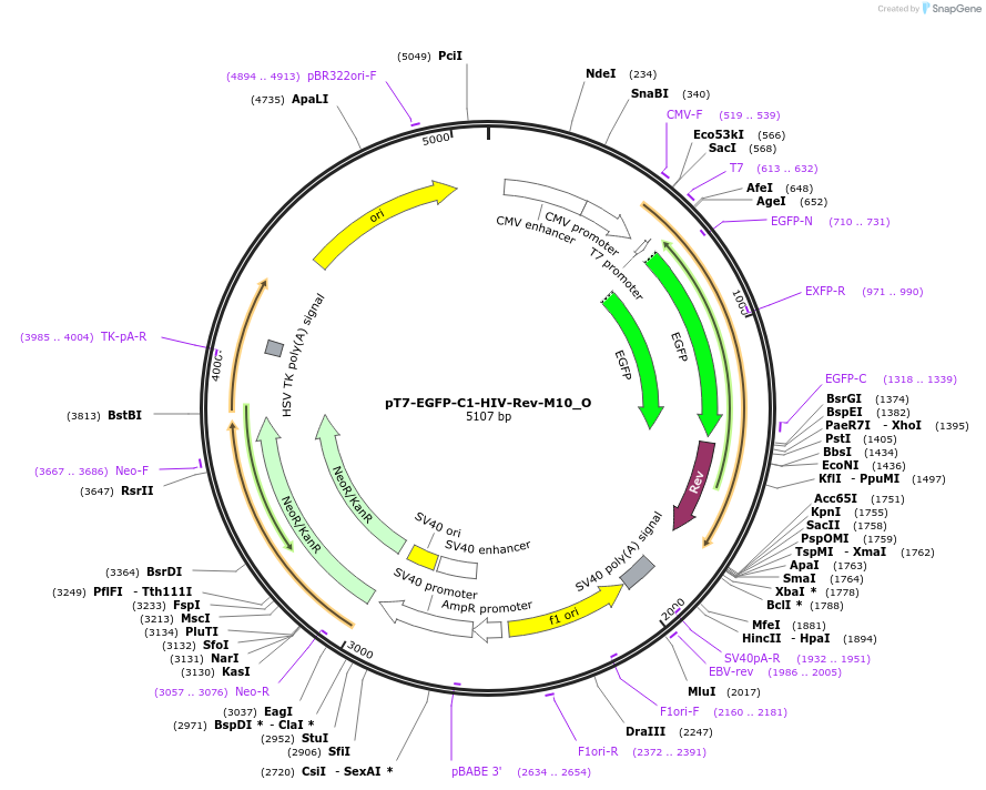 147114-plasmid-map-sequence-id-289561