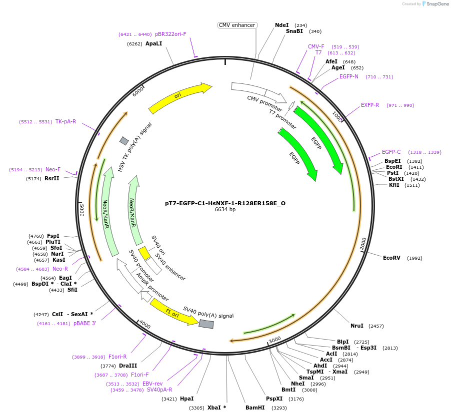 147119-plasmid-map-sequence-id-289566
