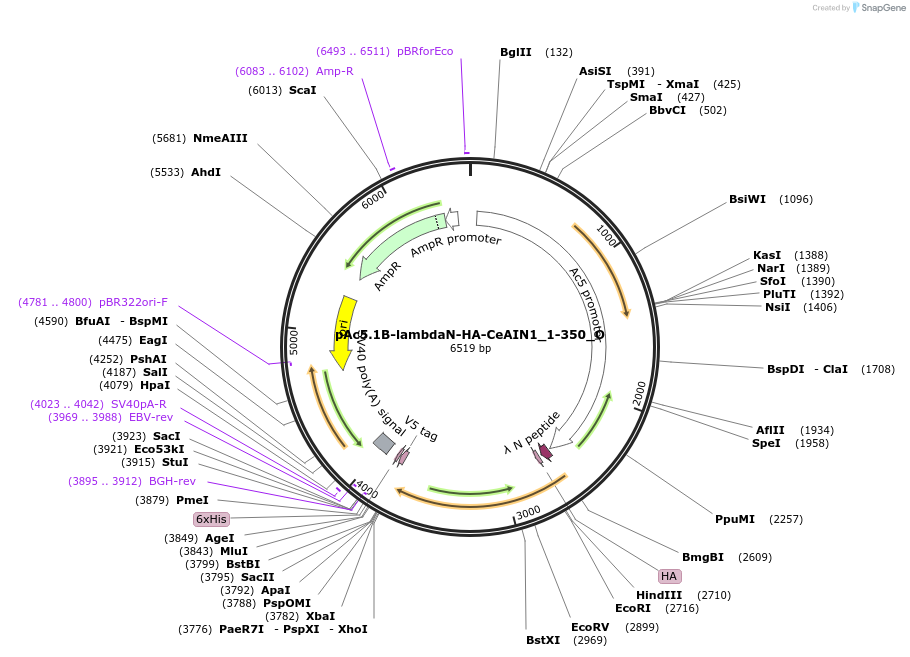 147131-plasmid-map-sequence-id-289578
