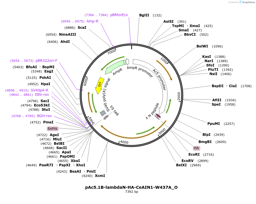 147137-plasmid-map-sequence-id-289584
