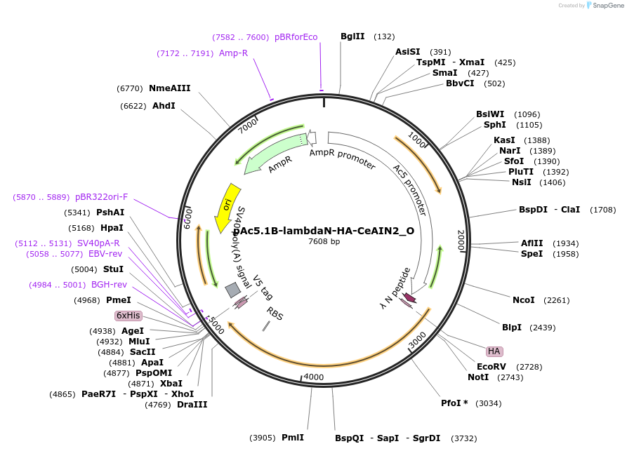147138-plasmid-map-sequence-id-289585