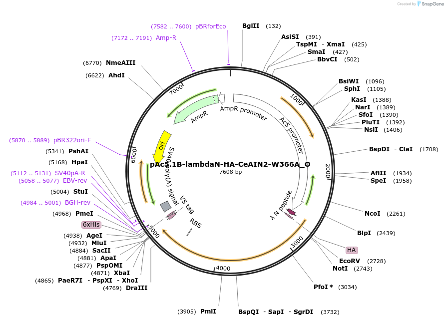 147144-plasmid-map-sequence-id-289591