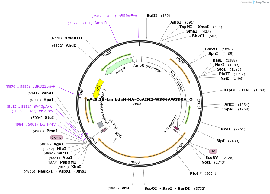 147145-plasmid-map-sequence-id-289592