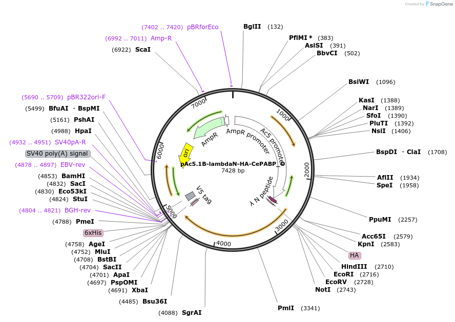 147148-plasmid-map-sequence-id-289595