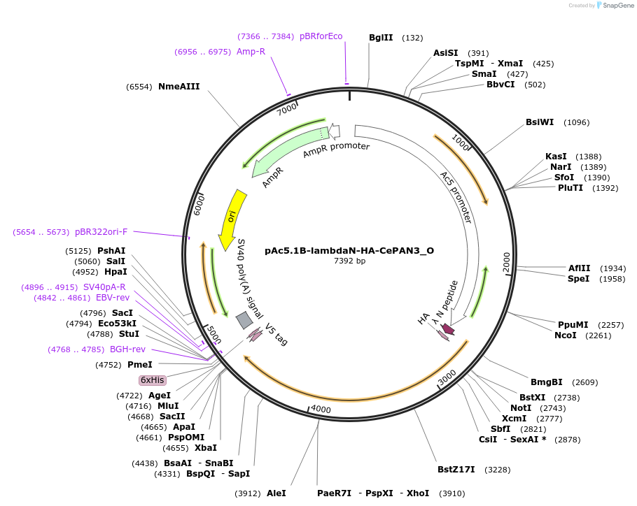 147149-plasmid-map-sequence-id-289596