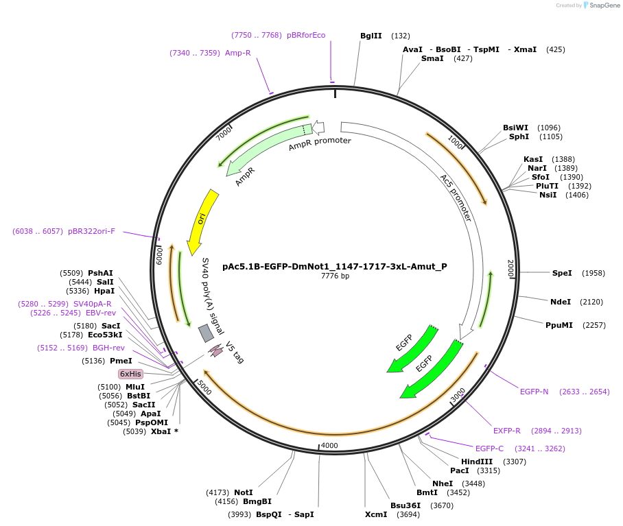147161-plasmid-map-sequence-id-289608