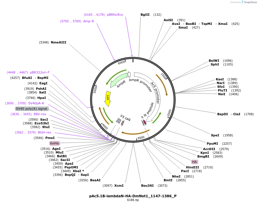 147166-plasmid-map-sequence-id-289613