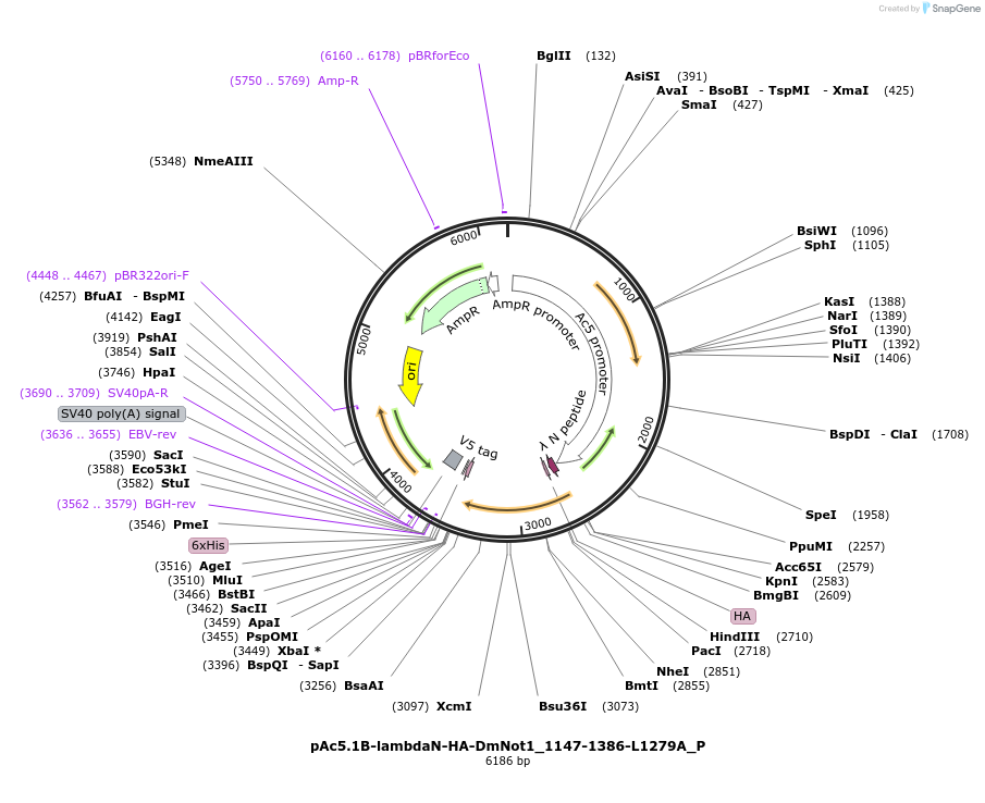 147169-plasmid-map-sequence-id-289616