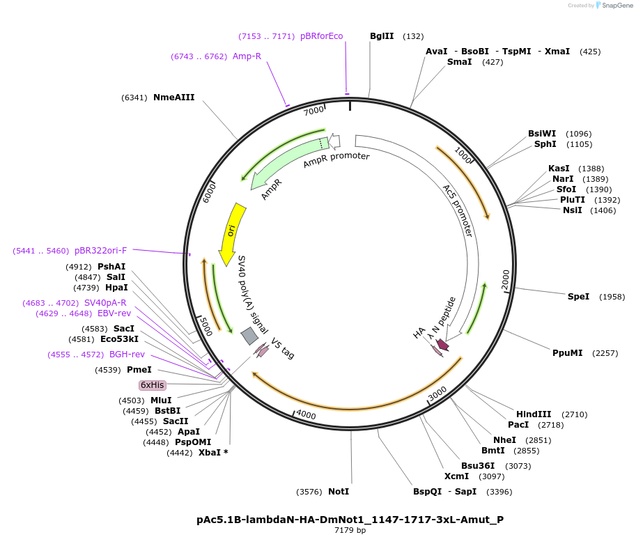 147171-plasmid-map-sequence-id-289618
