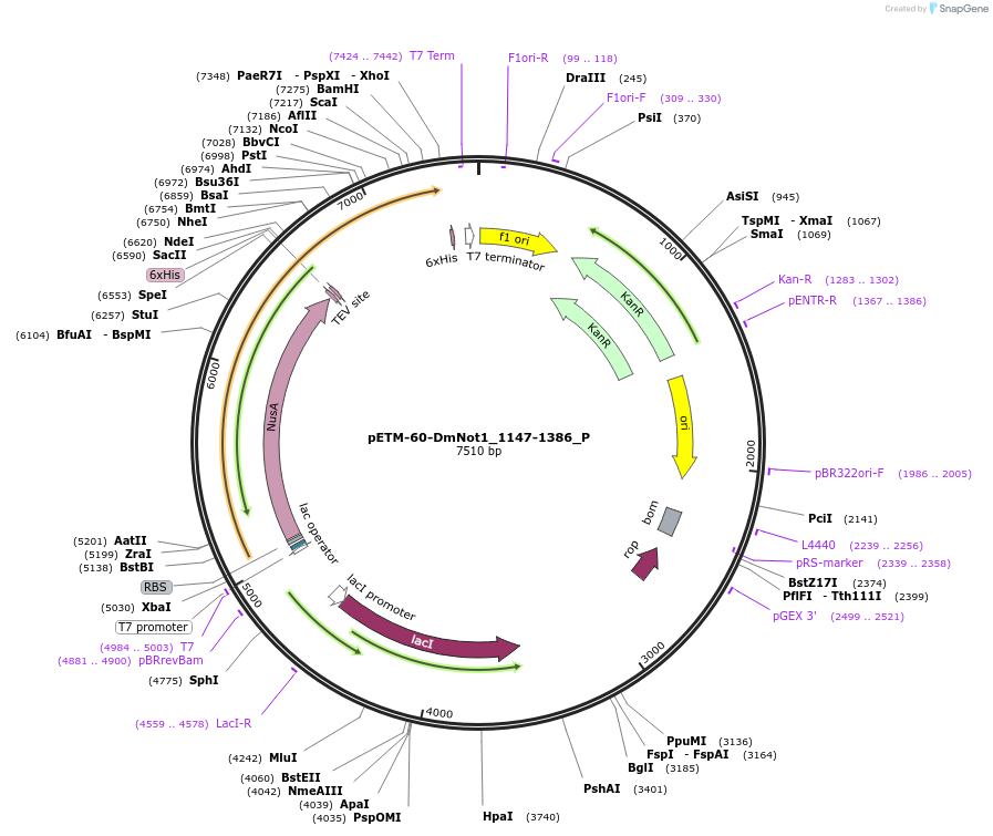 147175-plasmid-map-sequence-id-289622