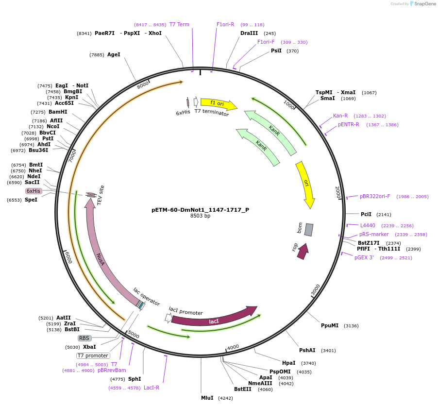 147176-plasmid-map-sequence-id-289623
