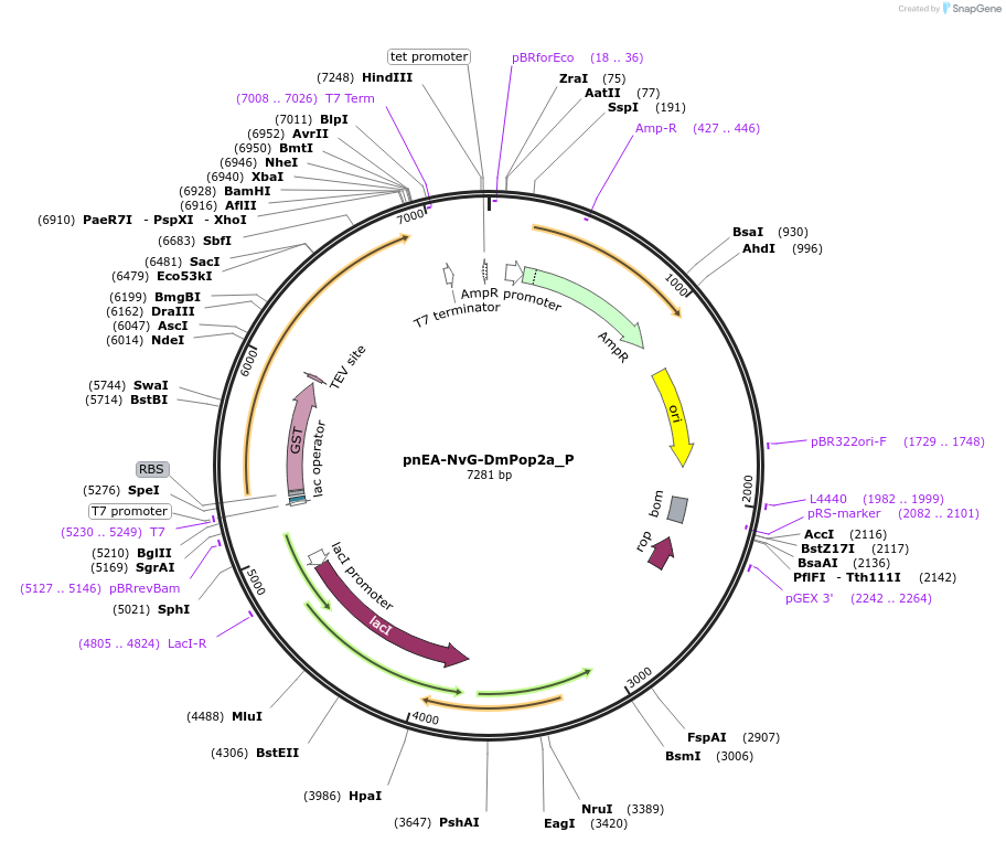 147186-plasmid-map-sequence-id-289633