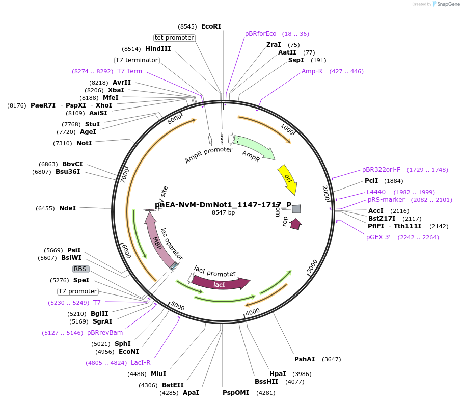 147187-plasmid-map-sequence-id-289634