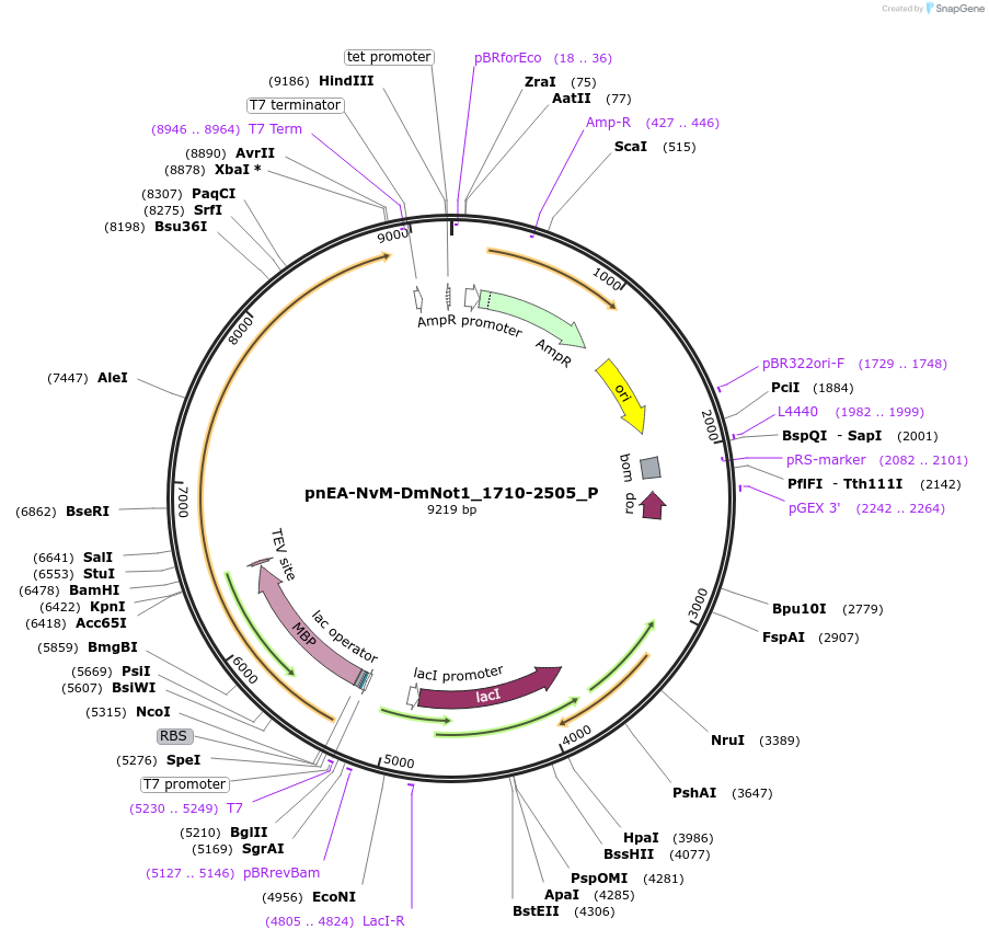 147188-plasmid-map-sequence-id-289635