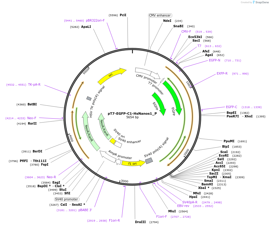 147201-plasmid-map-sequence-id-289648