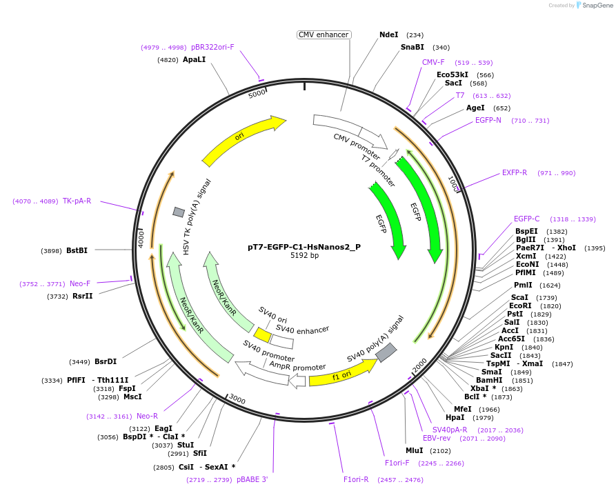 147202-plasmid-map-sequence-id-289649