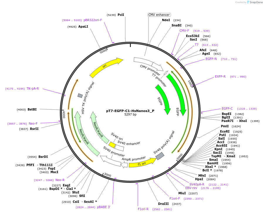147203-plasmid-map-sequence-id-289650